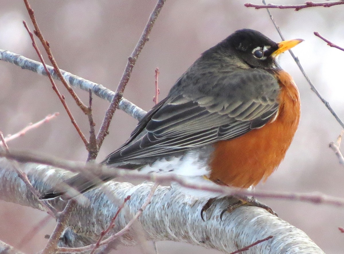 American Robin - ML650804196