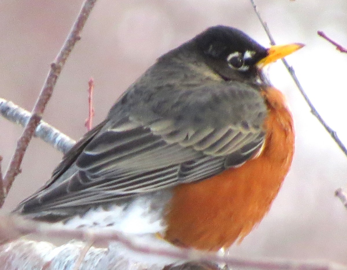 American Robin - ML650804197