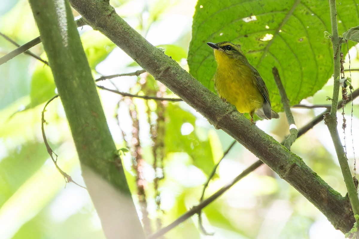 Cuzco Warbler - ML650804213