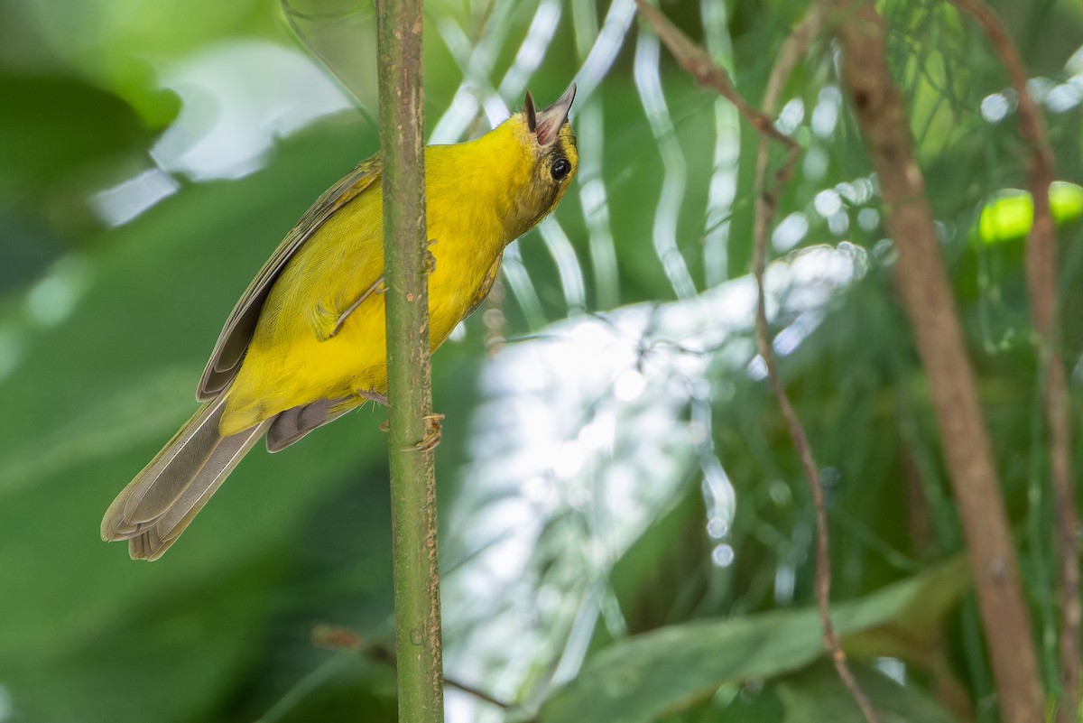 Cuzco Warbler - ML650804214