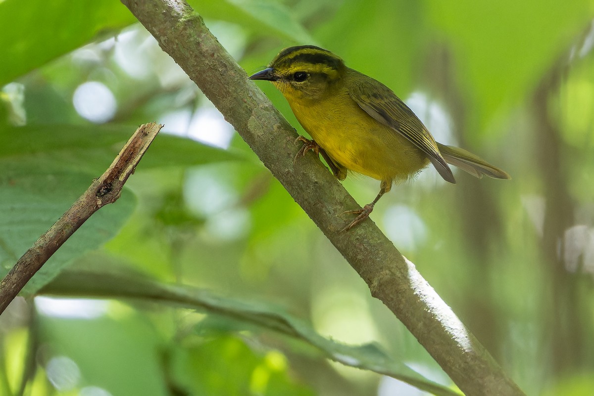 Cuzco Warbler - ML650804215
