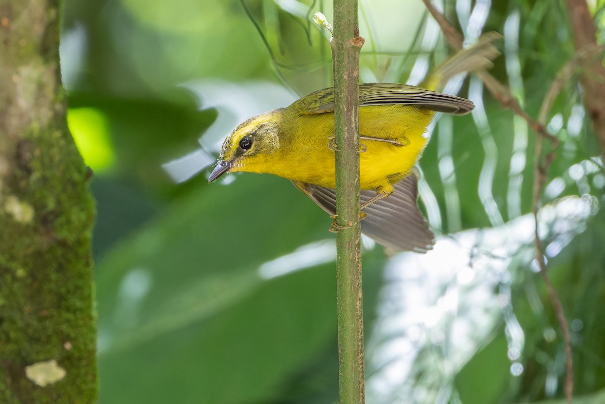 Cuzco Warbler - ML650804216