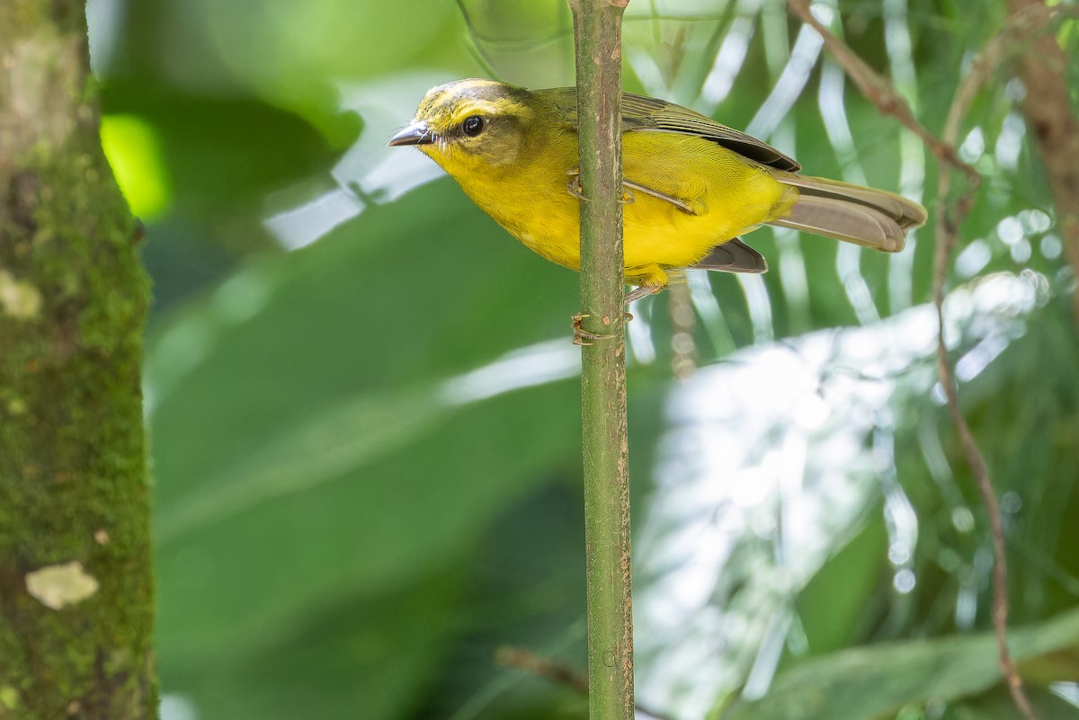 Cuzco Warbler - ML650804217