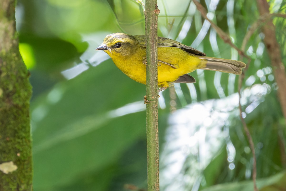 Cuzco Warbler - ML650804218