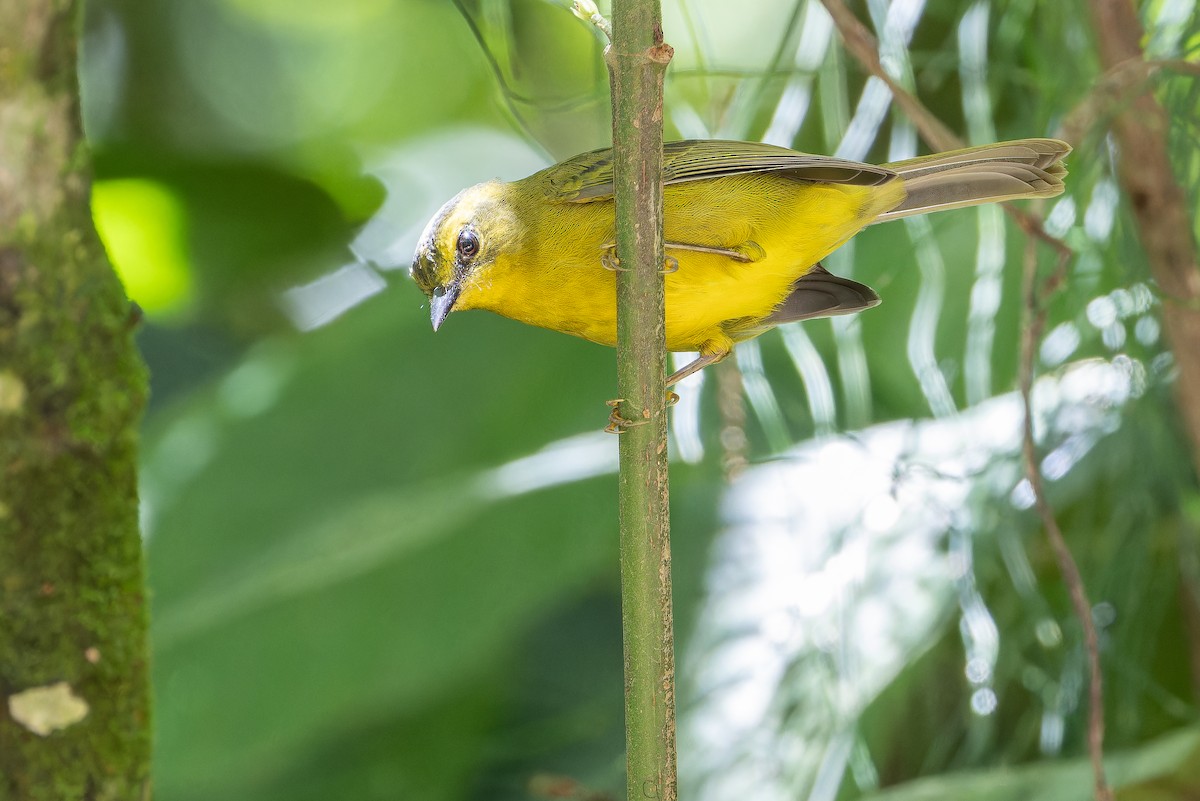 Cuzco Warbler - ML650804219
