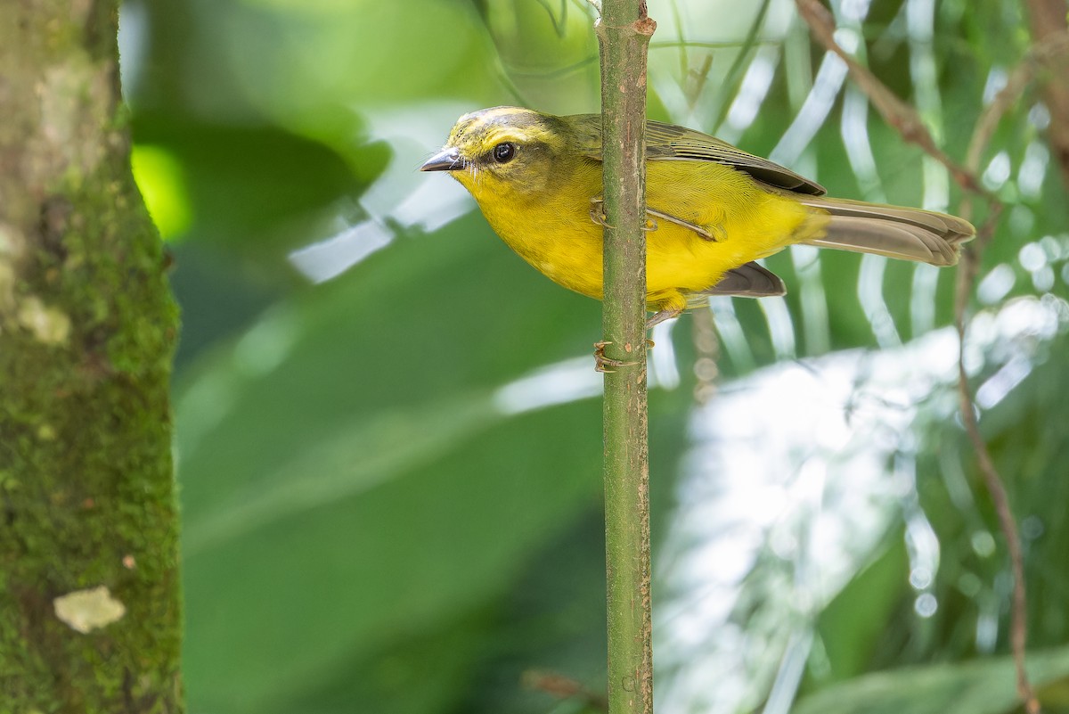 Cuzco Warbler - ML650804220