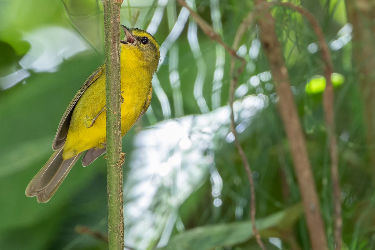 Cuzco Warbler - ML650804221