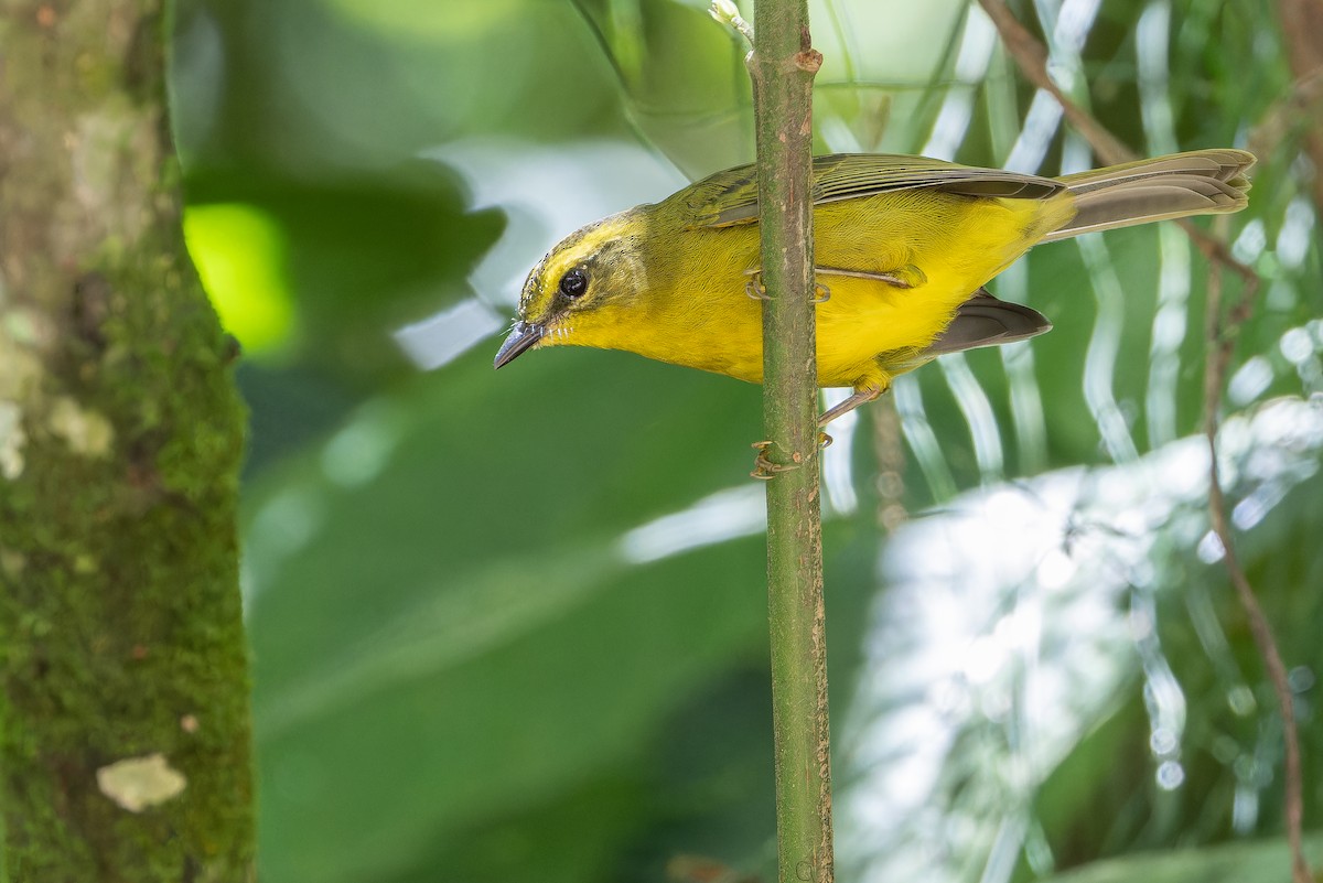 Cuzco Warbler - ML650804222