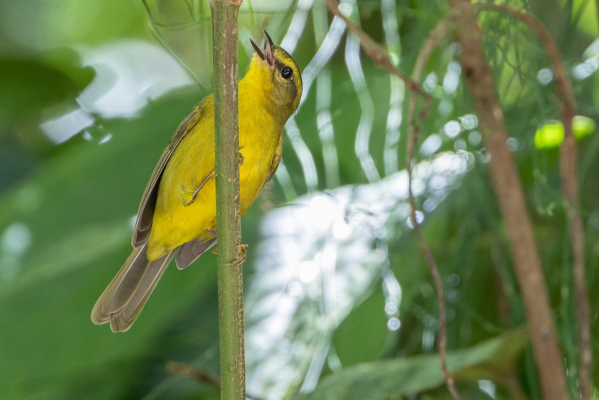 Cuzco Warbler - ML650804223