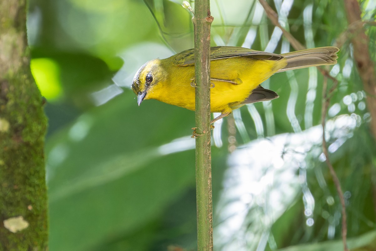 Cuzco Warbler - ML650804224