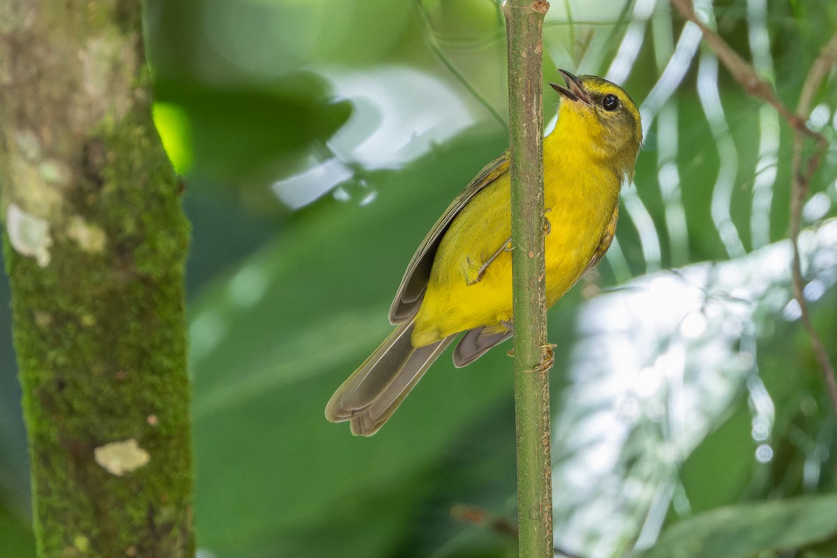 Cuzco Warbler - ML650804225