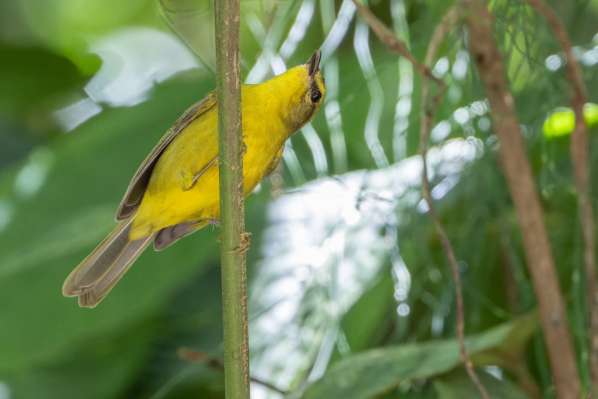 Cuzco Warbler - ML650804226