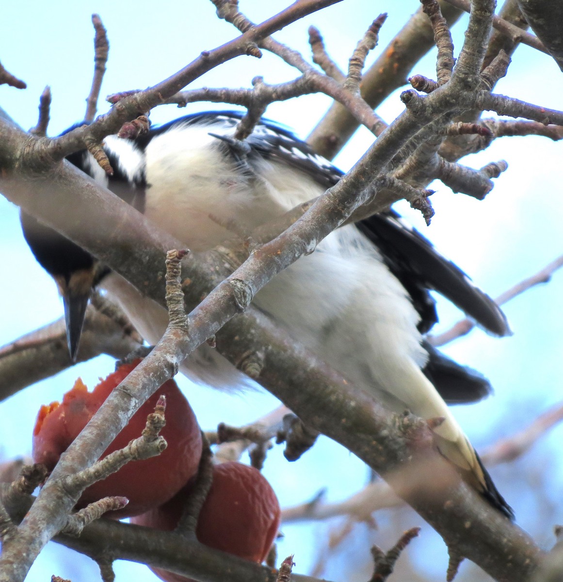 Hairy Woodpecker - ML650804414