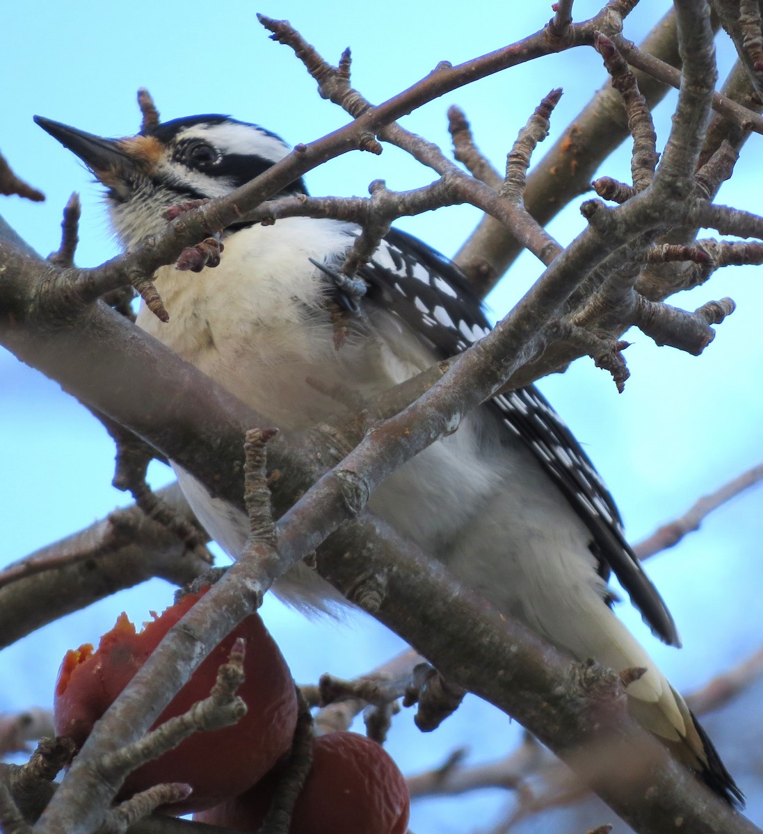 Hairy Woodpecker - ML650804418