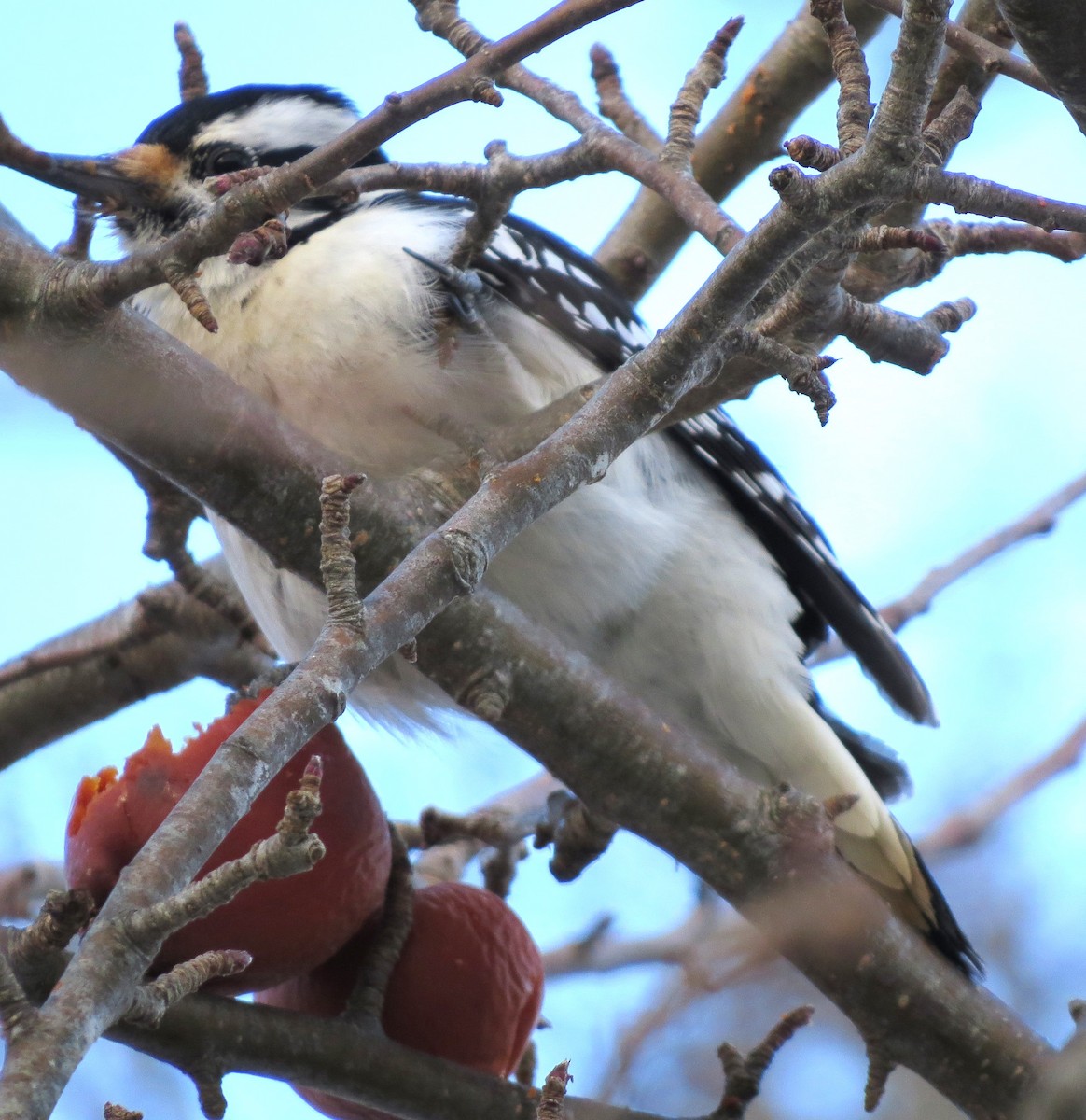 Hairy Woodpecker - ML650804420