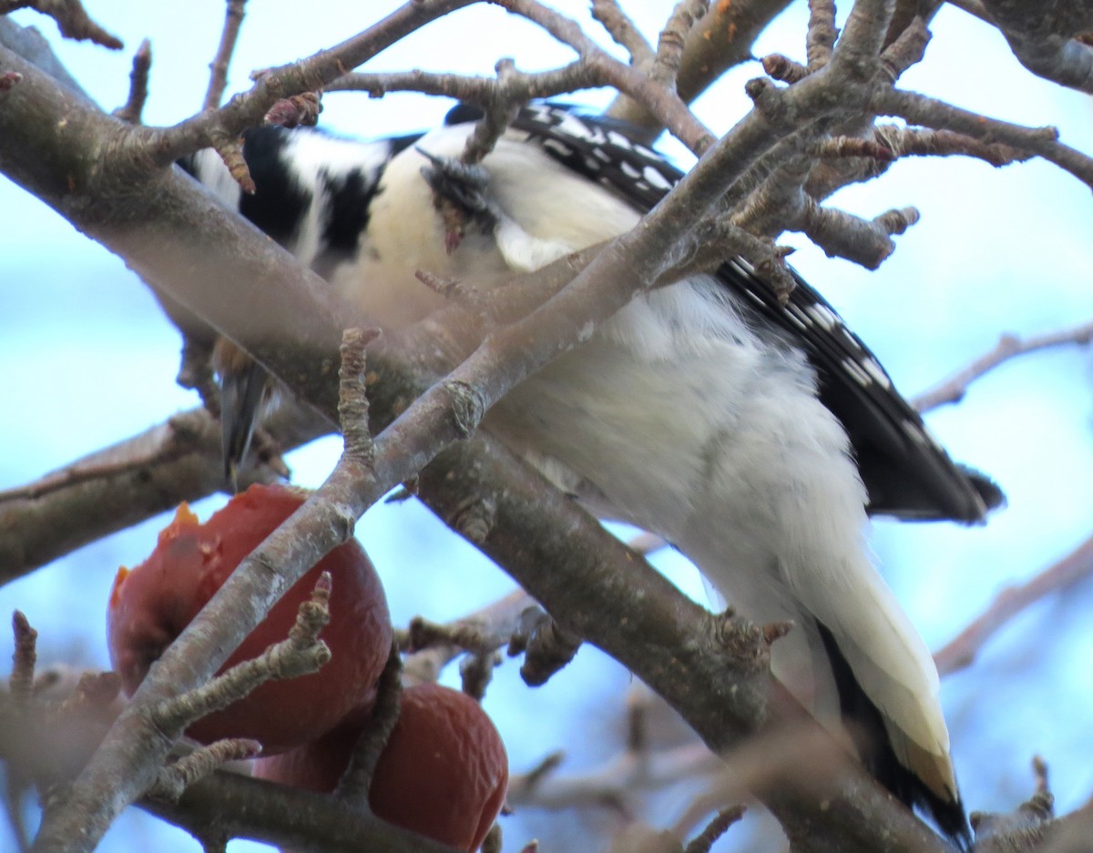 Hairy Woodpecker - ML650804423