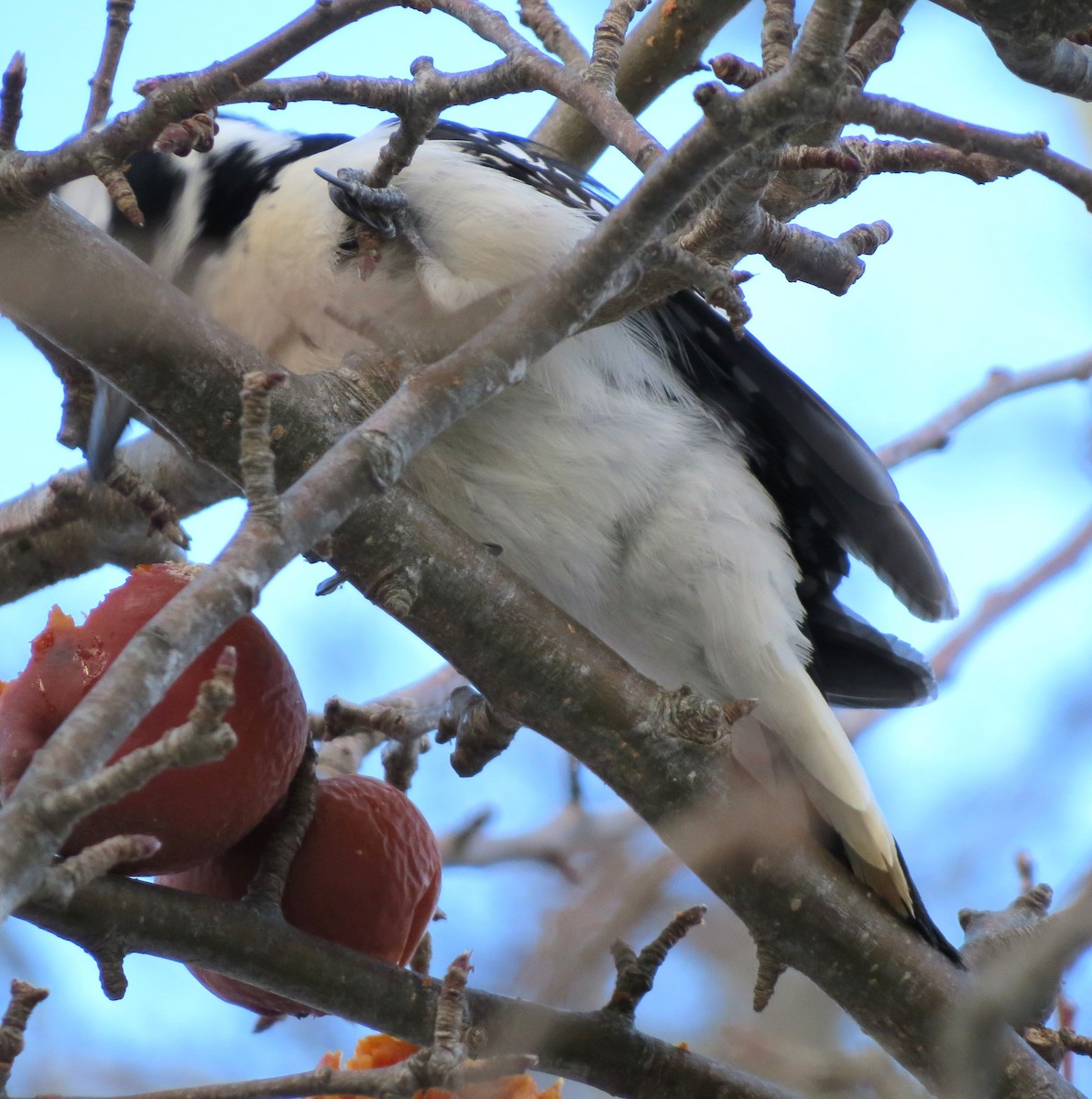 Hairy Woodpecker - ML650804426