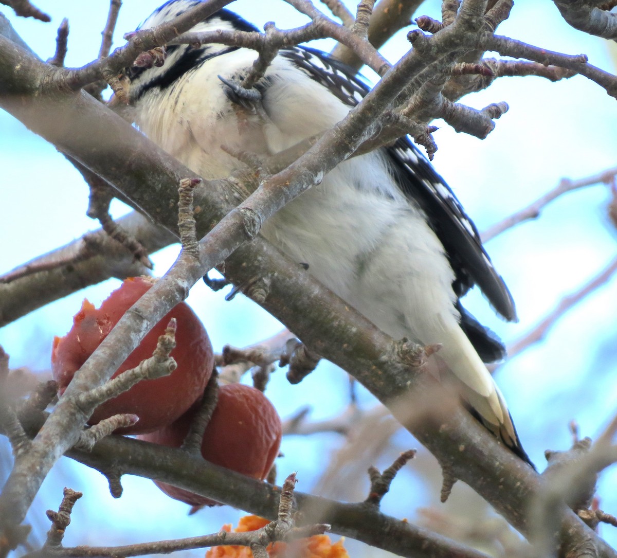 Hairy Woodpecker - ML650804433