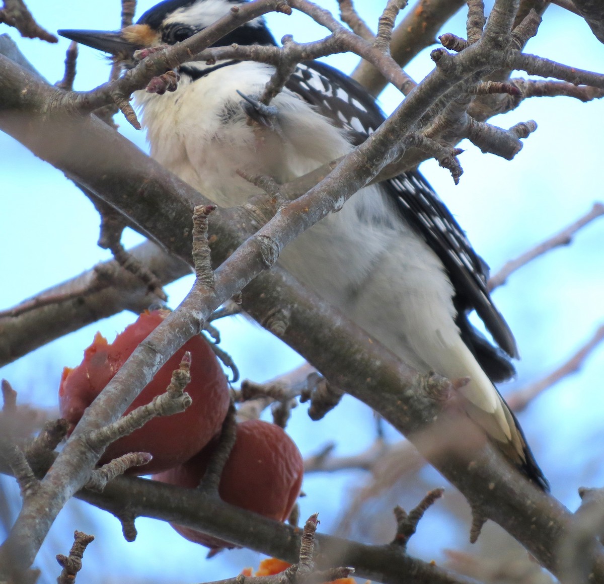 Hairy Woodpecker - ML650804435