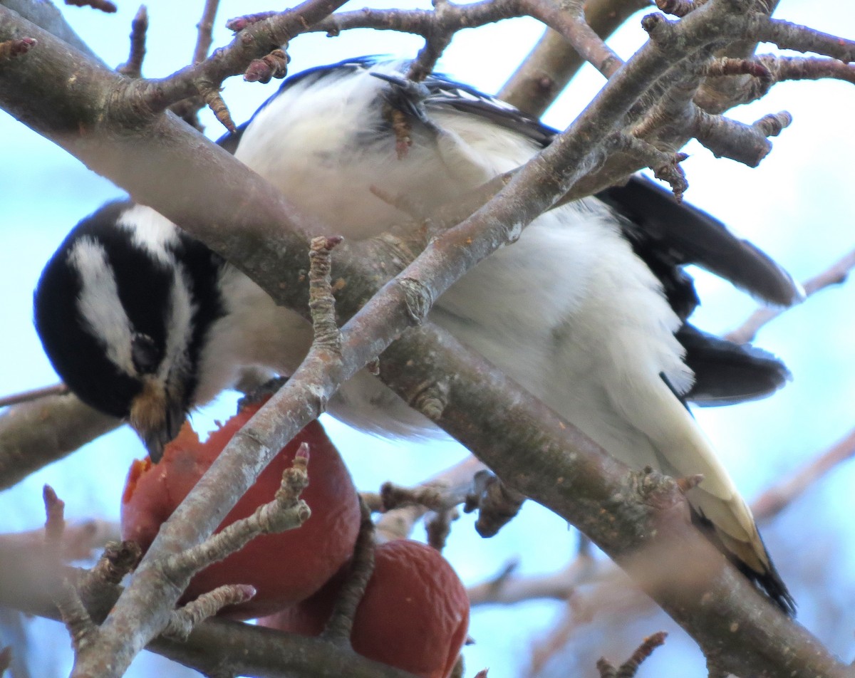 Hairy Woodpecker - ML650804438