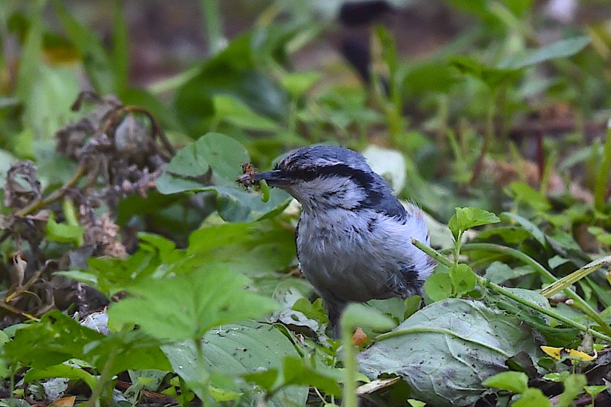 Garrapo eurasiarra [asiatica Taldekoa] - ML650804484