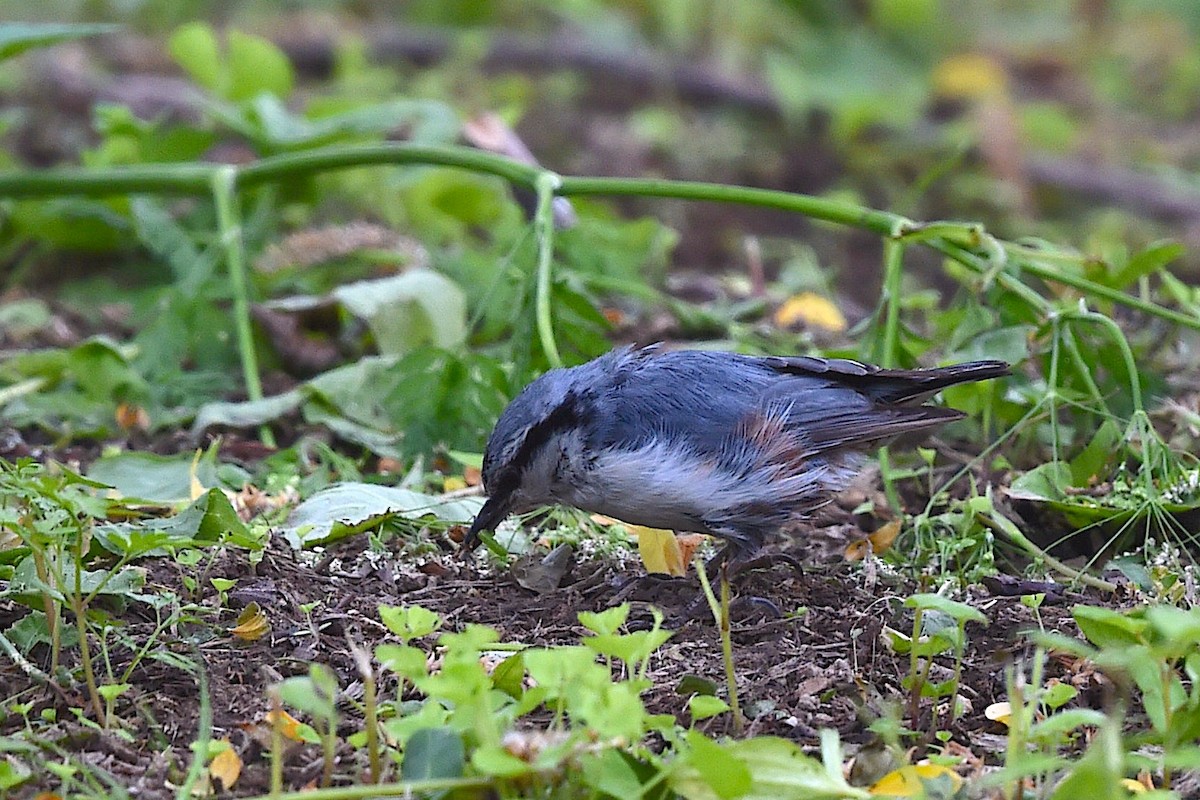 Garrapo eurasiarra [asiatica Taldekoa] - ML650804485