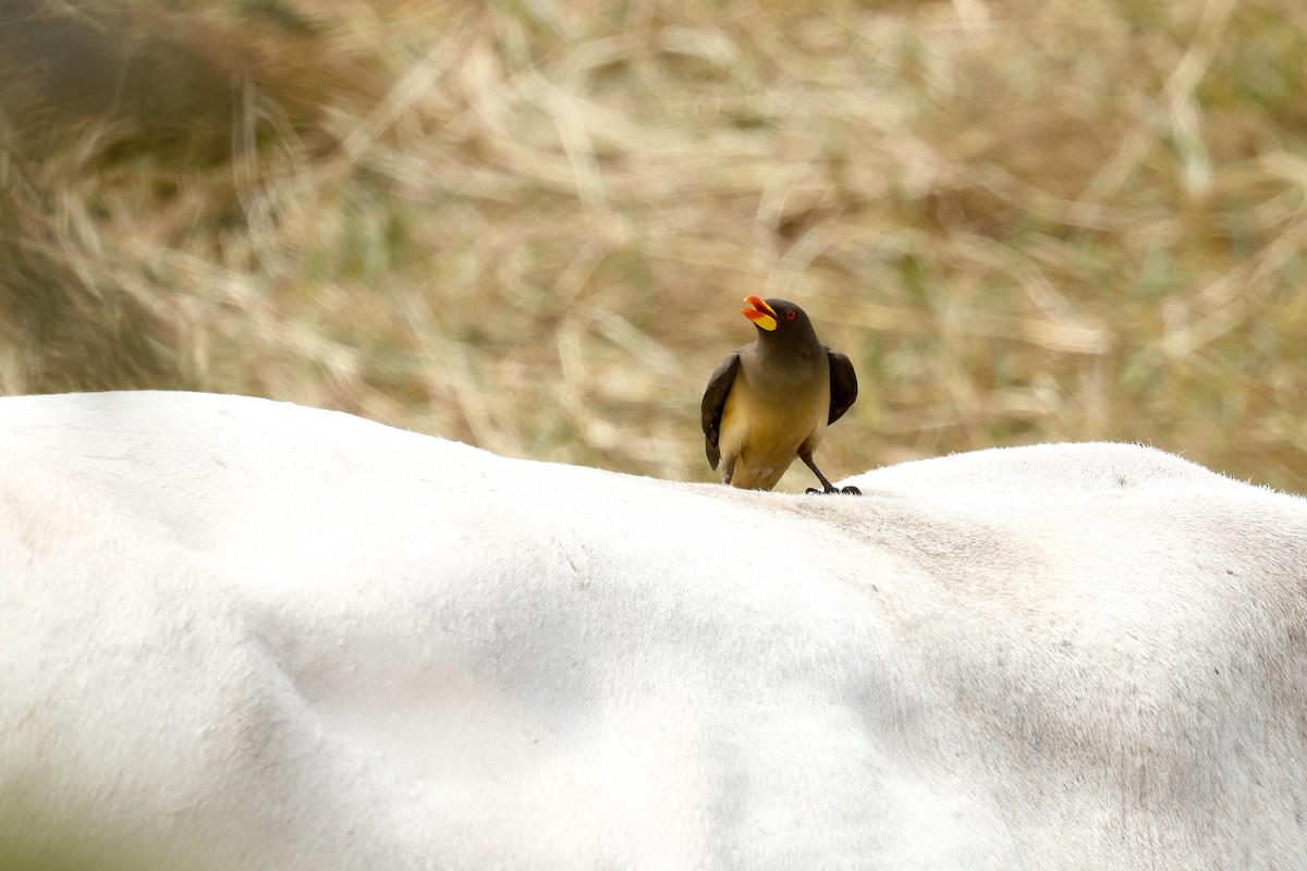Yellow-billed Oxpecker - ML650804825