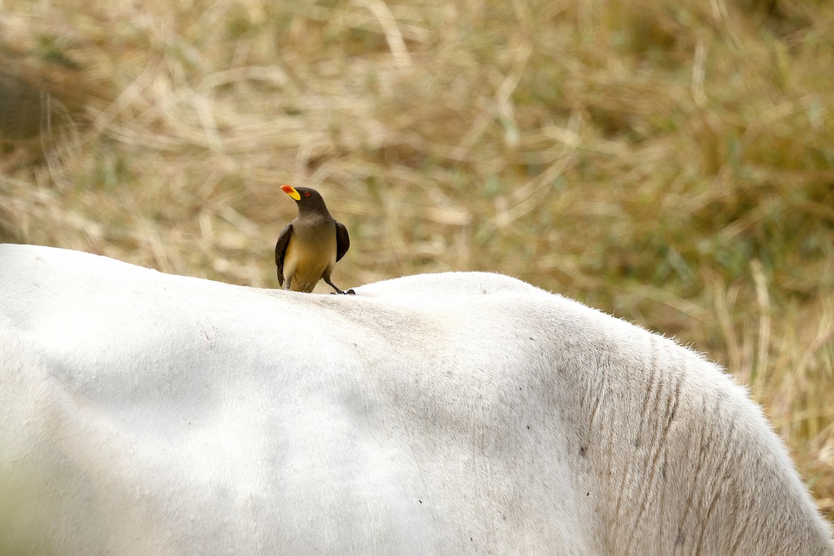 Yellow-billed Oxpecker - ML650804826
