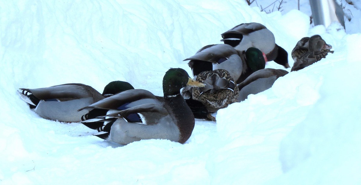 Mallard - ML650804843