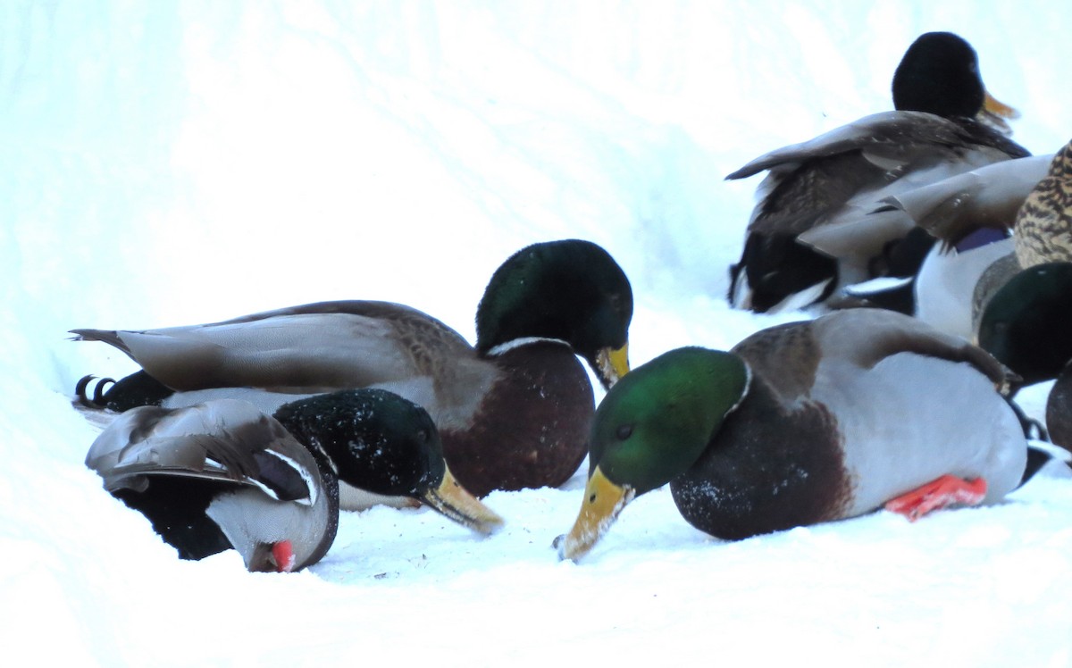 Mallard - ML650804850