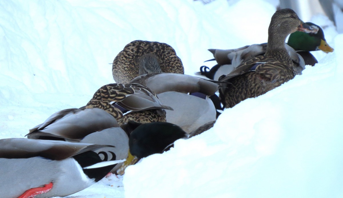 Mallard - ML650804853