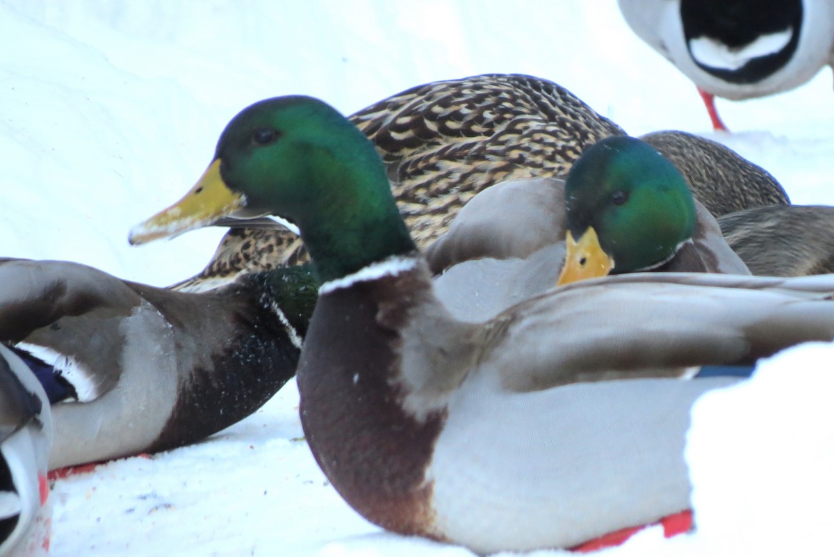 Mallard - ML650804865