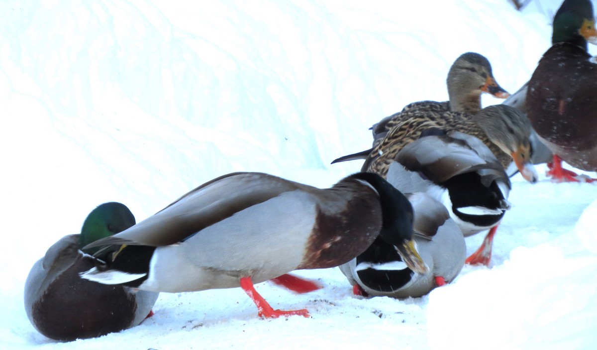 Mallard - ML650804870