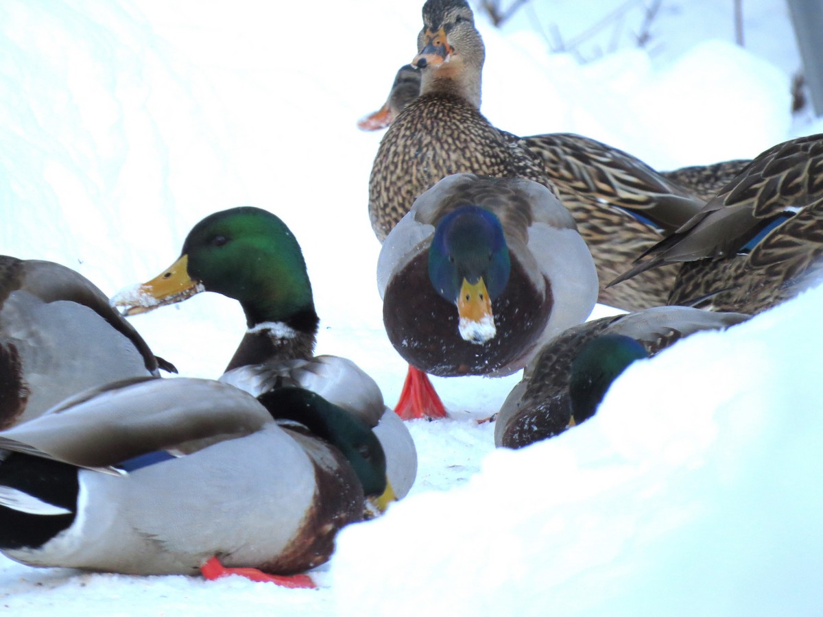 Mallard - ML650804885