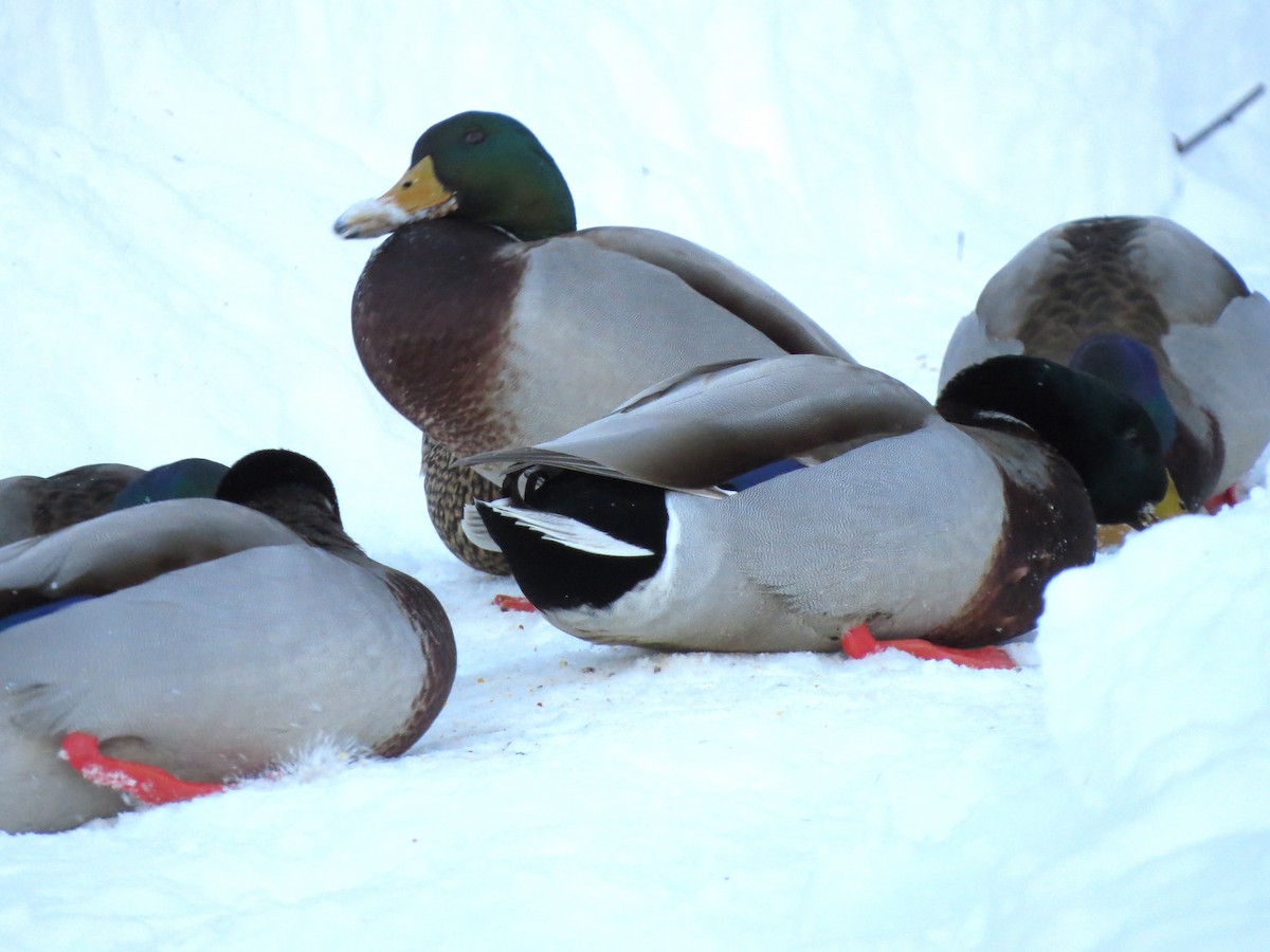 Mallard - ML650804887