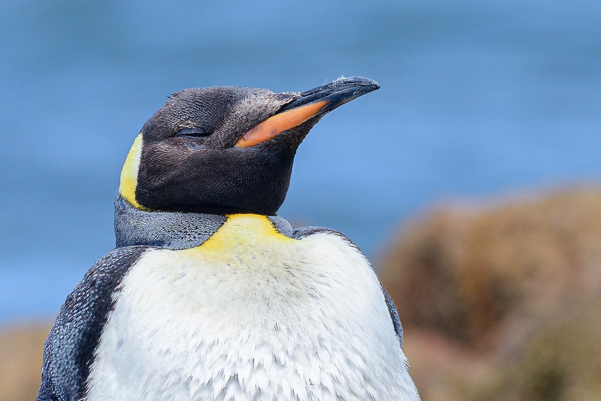 King Penguin - ML650804962