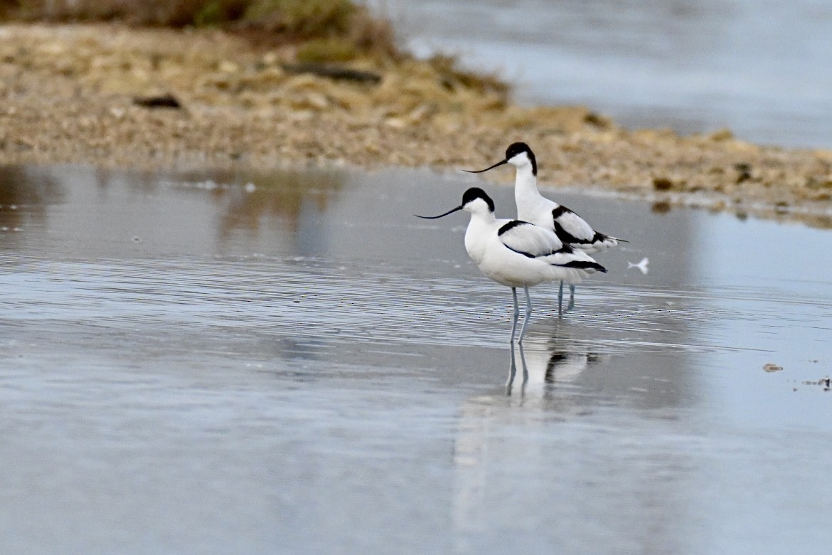 Pied Avocet - ML650805064