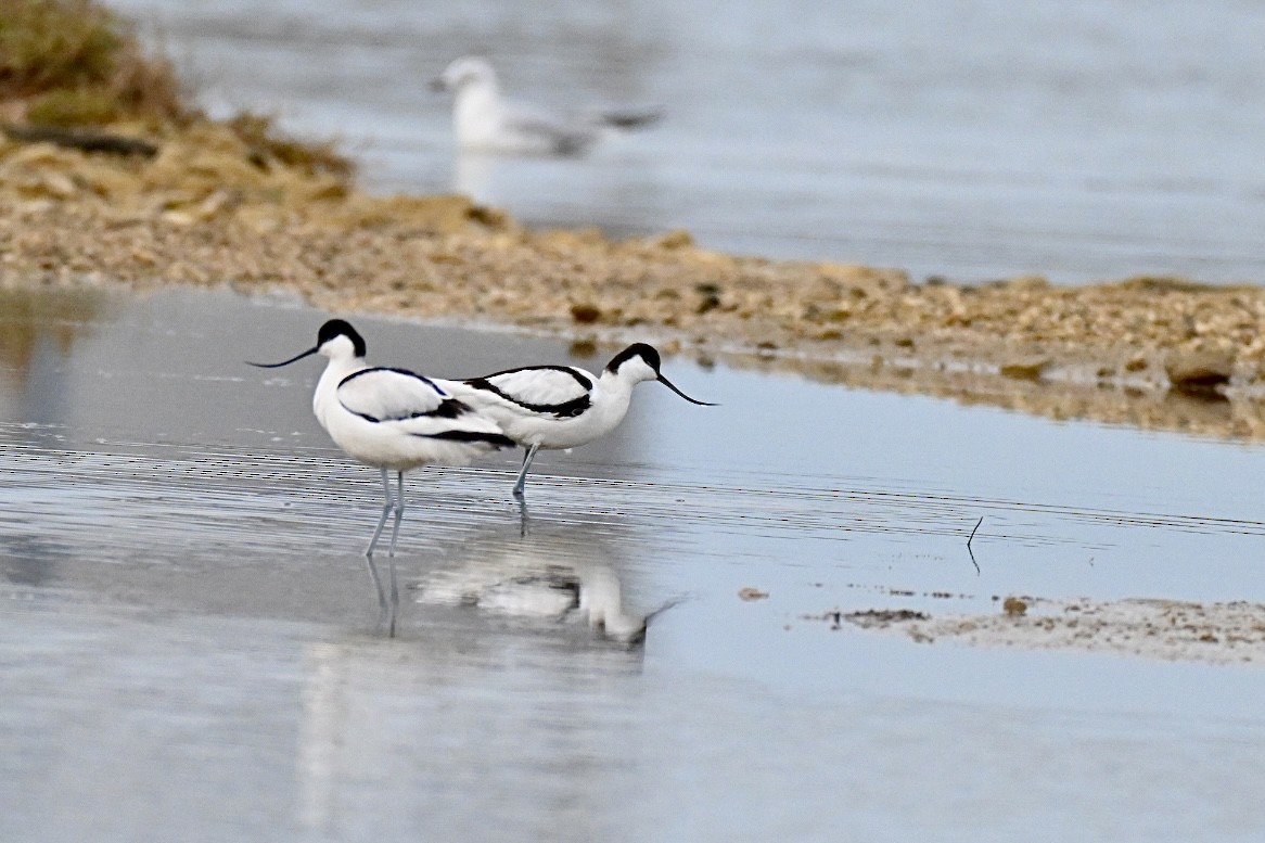 Pied Avocet - ML650805065