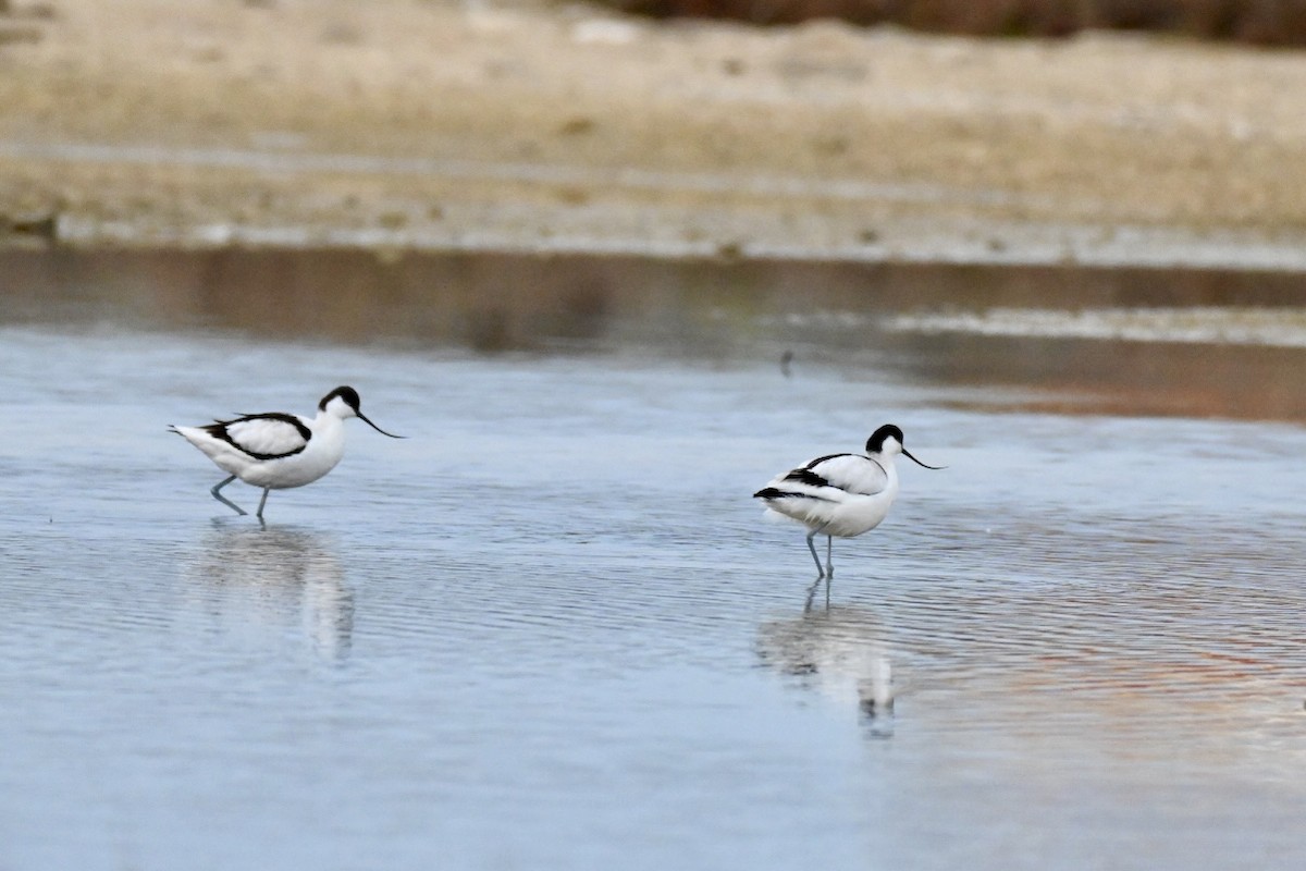 Pied Avocet - ML650805066