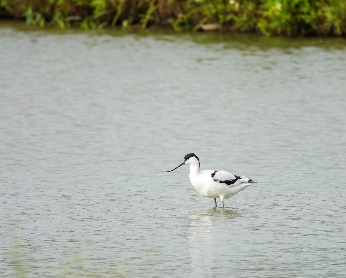 Pied Avocet - ML650805847