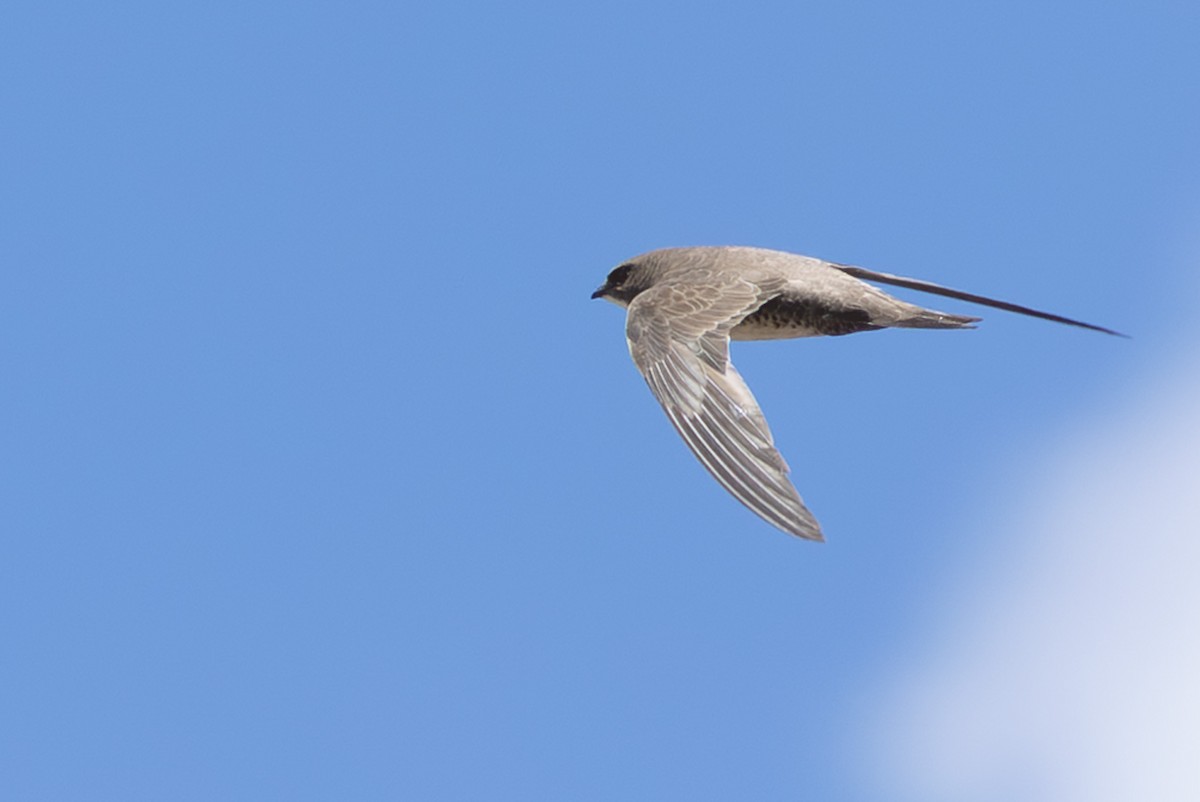 Alpine Swift - ML650805988