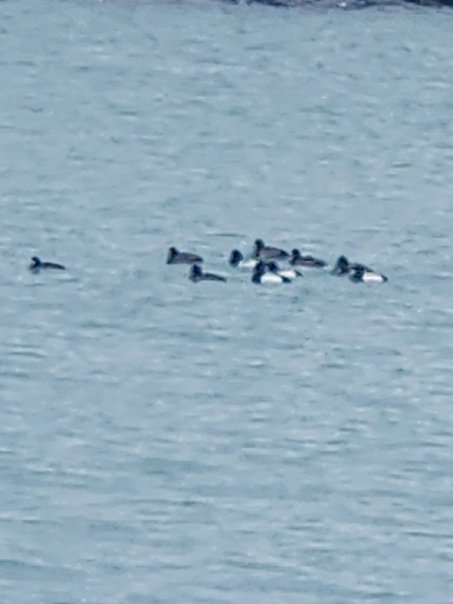 Greater Scaup - ML650806023