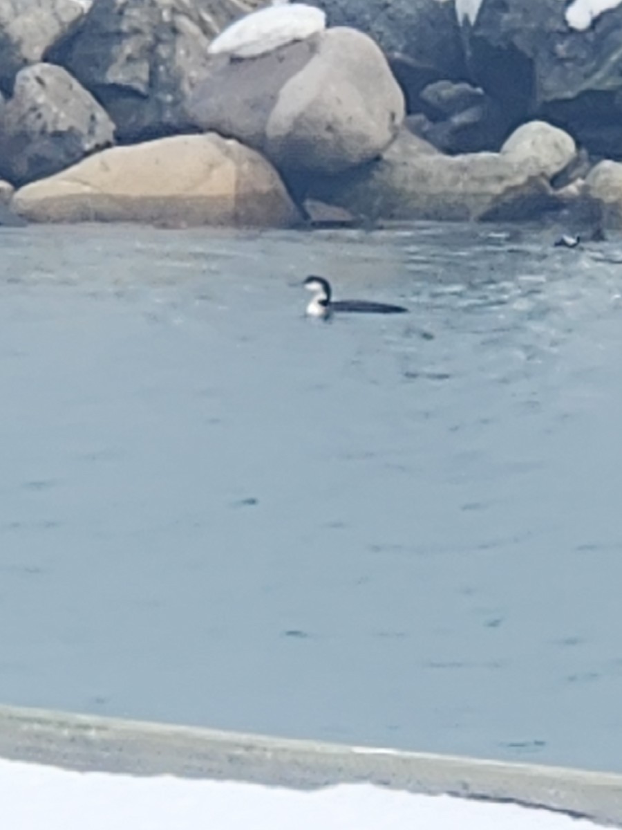 Common Loon - ML650806051