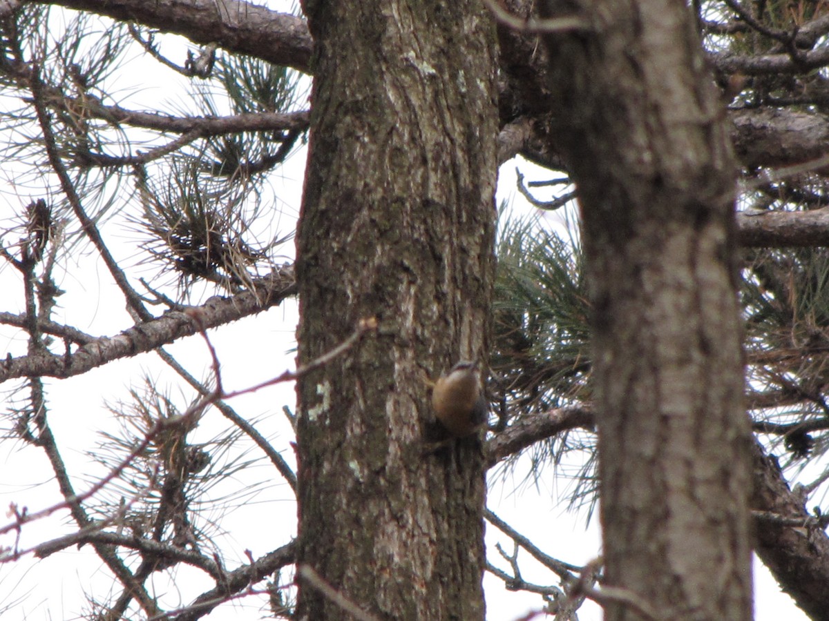 Garrapo eurasiarra - ML650806176