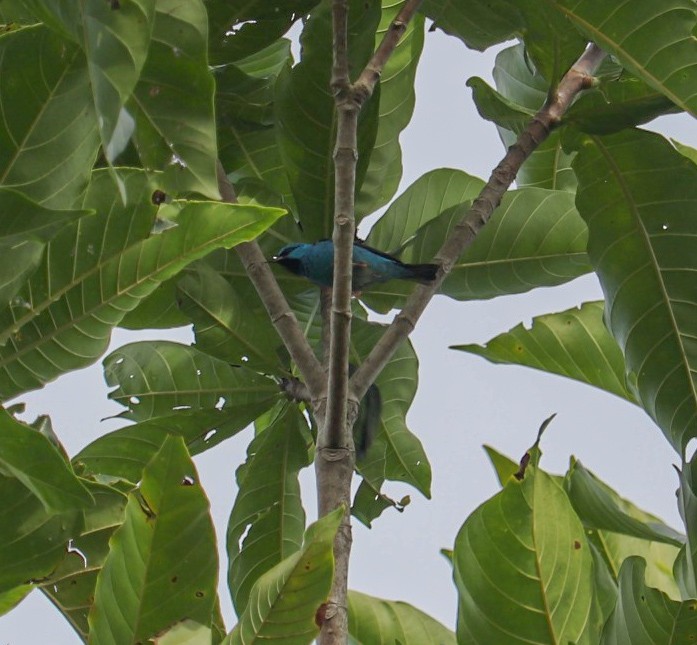 ヒワミツドリ - ML650806300