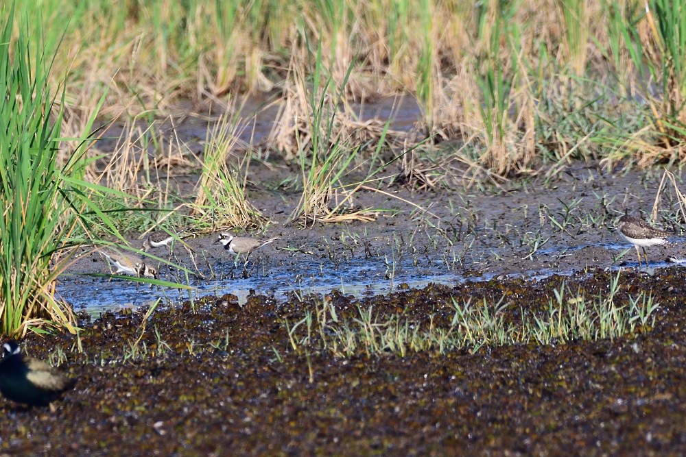 Малый зуёк - ML650806342