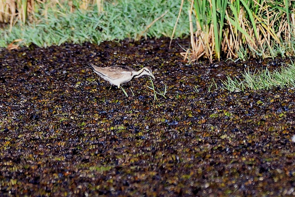 Фазанохвостая якана - ML650806346