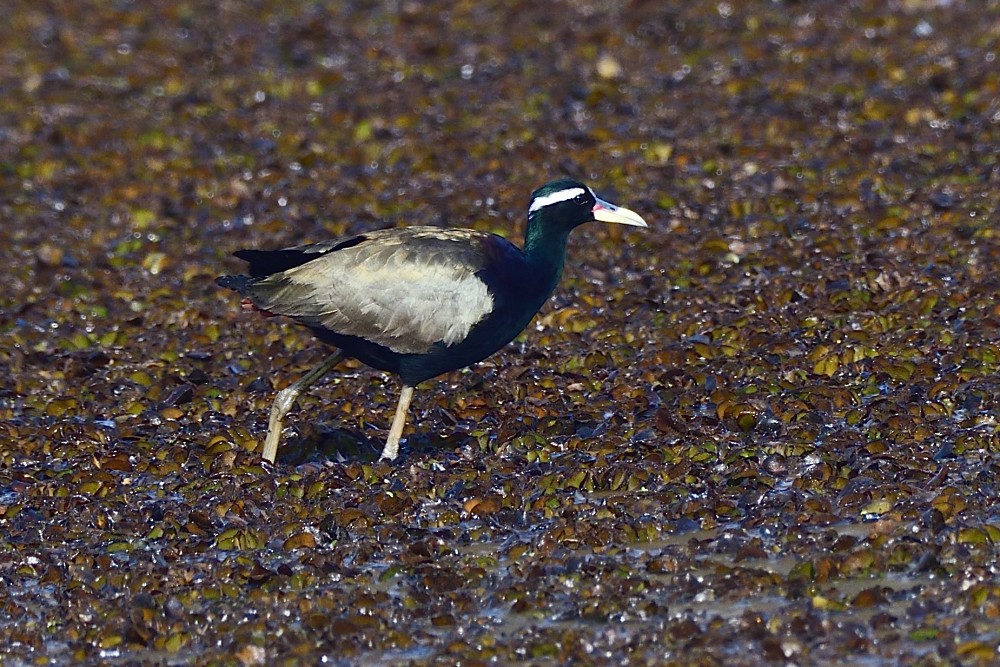 Бронзовокрылая якана - ML650806352