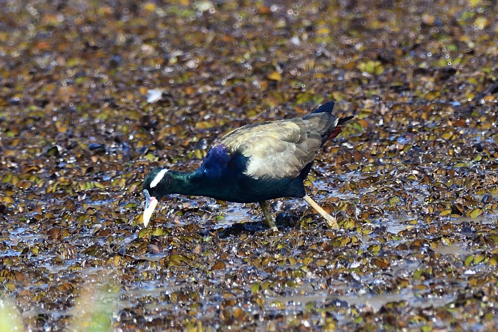 Бронзовокрылая якана - ML650806353