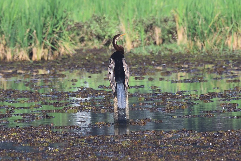 Азиатская змеешейка - ML650806364